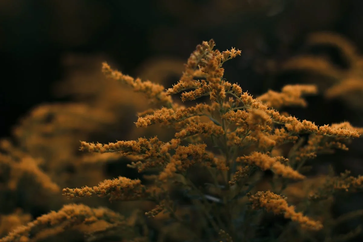 Fleurs de mimosa jaunes sur leurs branches